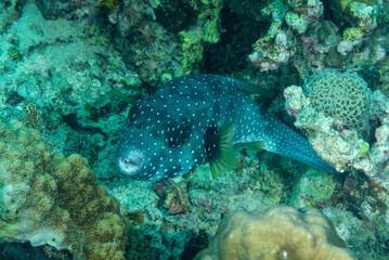 primo piano di pesce palla con la barriera corallina sullo sfondo