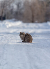 The cat sits on a snowy road