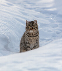 Fototapeta premium Portrait of a cat in the snow
