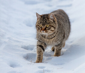A cat walks in the snow