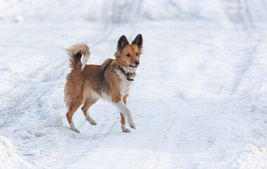 The dog walks in the snow in winter in the park.