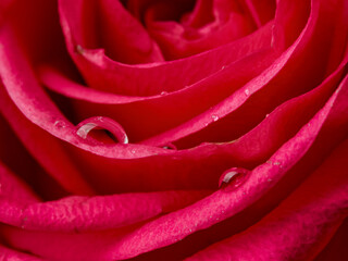Deep red rose close up. Red rose. Deep red rose. Red rose macro scene