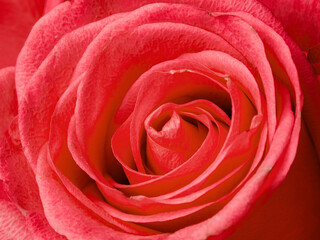 Deep red rose close up. Red rose. Deep red rose. Red rose macro scene