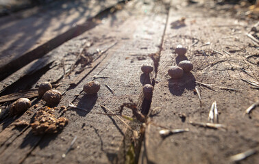 Rabbit poop in nature. Close-up