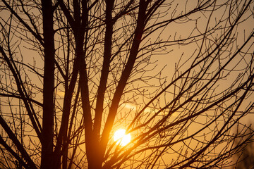 Bare branches of a tree in the rays of the sun at sunset.