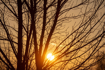 Obraz premium Bare branches of a tree in the rays of the sun at sunset.
