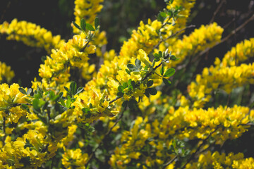 Acacia, yellow flowers in spring