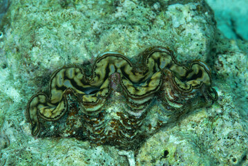 Tridacna con mantello verde tra la barriera corallina