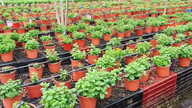  Image of a fragrant organic mint growing in pots in a greenhouse. High quality 4k footage