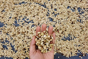 close up of green coffee beans on hand                                  