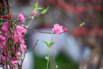 Natural photos film: Colorful flower paintings.  Time: Friday morning January 28, 2022. Location: Tao Dan Park, Ho Chi Minh City. This is beautifull flowers