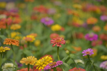 Natural photos film: Colorful flower paintings.  Time: Friday morning January 28, 2022. Location: Tao Dan Park, Ho Chi Minh City. This is beautifull flowers