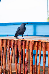 black crow on the porch eating