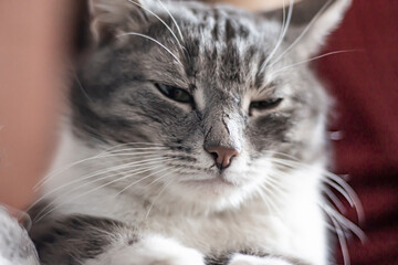 Portrait shot of a mature gray cat with a scar on its muzzle with squinted eyes