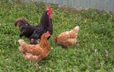 a black cock stands in the grass on a summer day with two laying hens