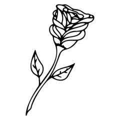 Doodle vector rose for Valentine's Day, Mother's Day, wedding, love and romantic hand Heart events.