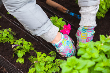 Gardener replants flower seedlings, hands in gloves