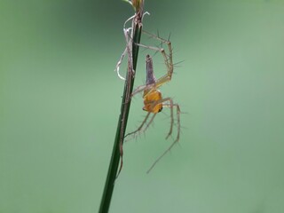 spider on a web