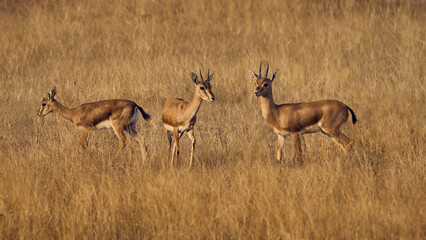 Shy and quiet Indian Gazelle known as Chinkara in India basking in the morning sun in the grassland...