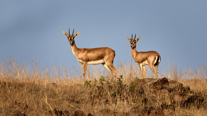 Shy and quiet Indian Gazelle known as Chinkara in India basking in the morning sun in the grassland near Pune, India