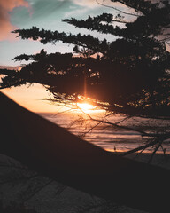 Sun peeking like an eye through the trees at Carmel-by-the-see, California during sunset 