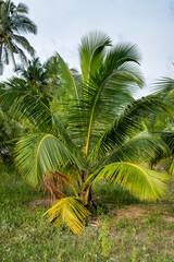 small palm in garden
