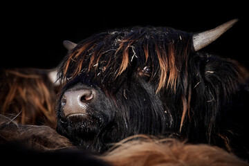 Close-up of a black Highland cow calf (Bos taurus taurus) isolated on black background.