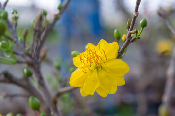 Natural photo: Apricot blossom is commonly cultivated. Time: tuesday morning January 25, 2022. Location: Phu Nhuan Park, Ho Chi Minh City 