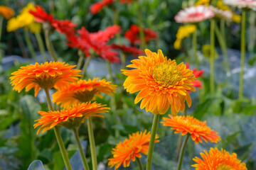 Natural photo: Apricot blossom is commonly cultivated. Time: tuesday morning January 25, 2022. Location: Phu Nhuan Park, Ho Chi Minh City 