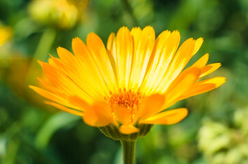 Yellow bright chamomile in garden on sunny day outdoors, side view, close-up. Macro photo of daisy, flower theme, spring time. Selective soft focus