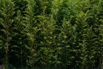 Fototapeta na wymiar Bamboo Background