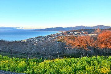 Naklejka premium 吾妻山山頂から眺める相模湾