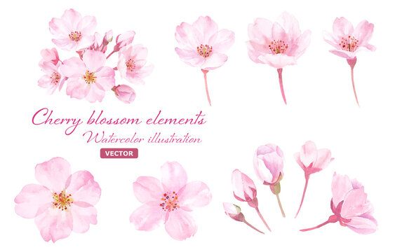 春の花：桜の花の水彩イラスト。構成要素のセット。（ベクター）