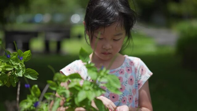 Asian Chinese girl 5 years old plucking flowers nature outdoor