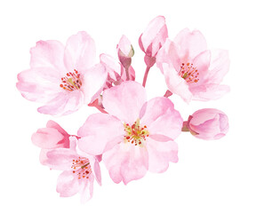 Obraz na płótnie Canvas 春の花：桜の花の水彩イラスト。クローズアップ。（ベクター）