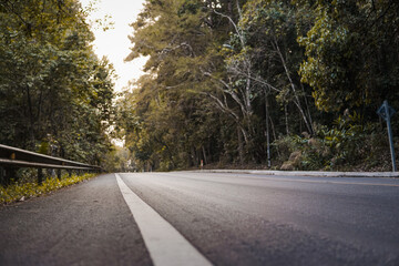 road in the woods beautiful tree lined road in the Tunnel of Trees lower view, ant view