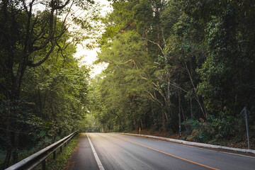 Road in the forest beautiful tree lined road in the Tunnel of Trees