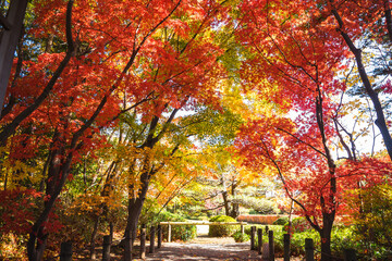 燃えるような紅葉
