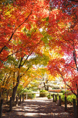 Naklejka premium 燃えるような紅葉