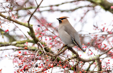 Bohemian Waxwing bird