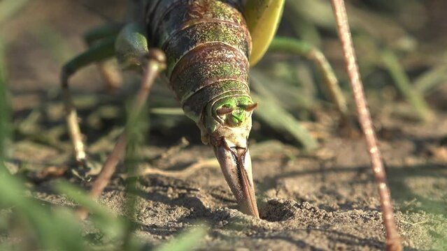 Back view. Grey Bush crickets, Phylum Arthropoda,  uses its ovipositor to search and create new burrows for laying eggs, offspring. View macro insect Grasshopper in wildlife