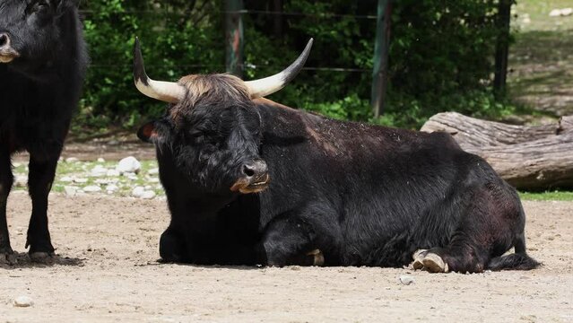 Heck cattle, Bos primigenius taurus, claimed to resemble the extinct aurochs. Domestic highland cattle seen in a German park