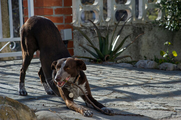 Perro masticando palo en propiedad con jardín, dentro de la valla en un día soleado