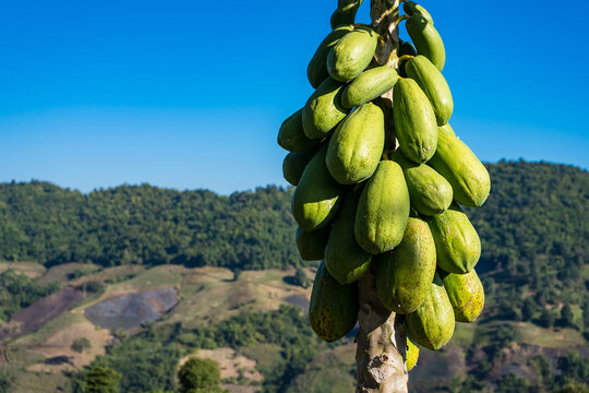 Ripe and raw papayas on tree in agriculture field