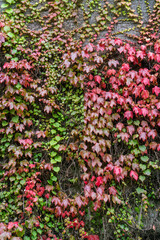 Colorful Boston-ivy plant on the wall in autumn