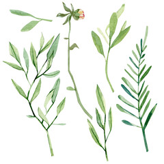 Watercolor floral set of green branches, seeds and leaves. Hand painted foliage and twigs botanical illustration isolated on white background. Illustration for wedding invite, baby shower decor, logo
