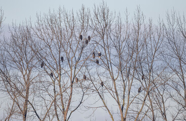 bald eagle bird