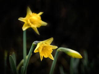 Fototapeta premium Flowers of Narcissus ‘Rijnveld’s Early Sensation’ against dark background