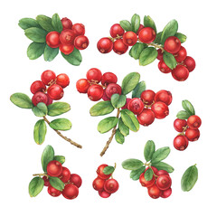 Set of cowberry with green leaves and red berries (Vaccinium vitis-idaea, lingonberry, mountain cranberry). Watercolor hand drawn painting illustration isolated on white background.
