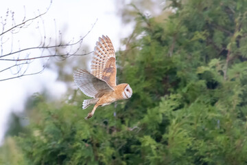 Flying Barn owl